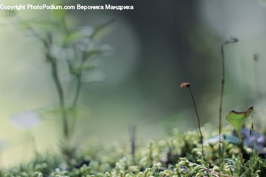Dill, Plant, Moss, Field, Grass, Grassland, Blossom