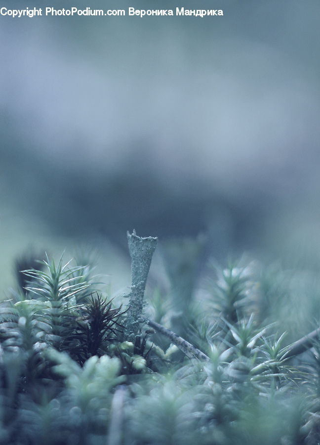 Conifer, Fir, Plant, Tree, Pine, Spruce, Wood