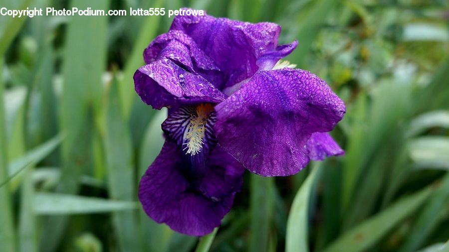 Flora, Flower, Iris, Plant, Gladiolus, Blossom, Crocus