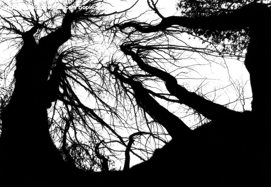 Silhouette, Plant, Tree