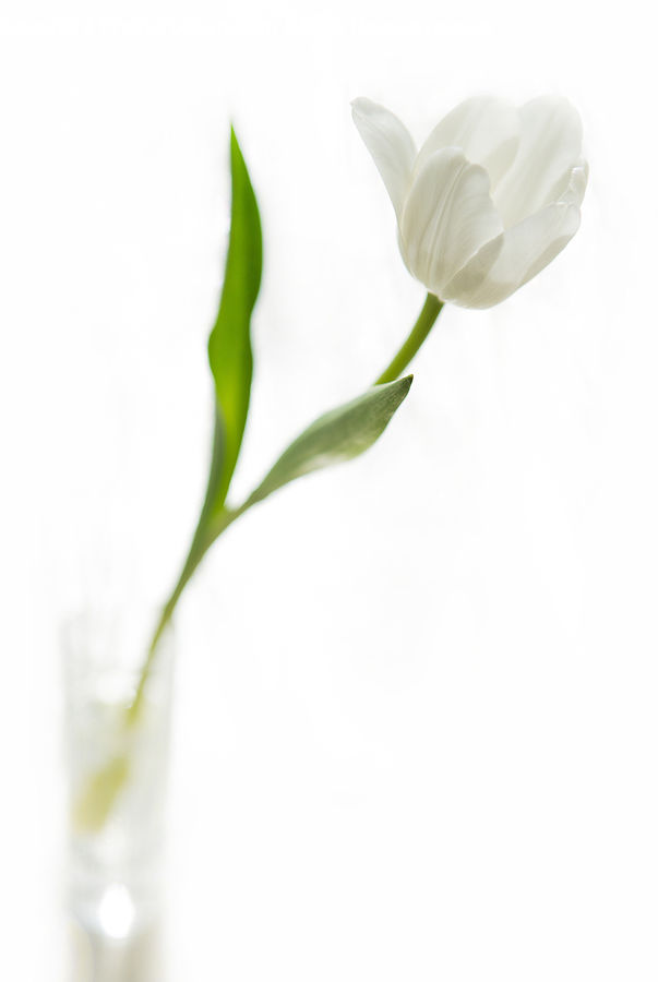 Blossom, Flora, Flower, Plant, Tulip, Petal, Daisies
