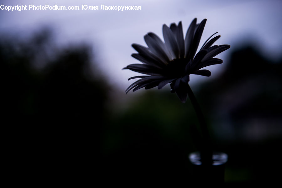 Daisies, Daisy, Flower, Plant, Weed, Blossom, Dahlia
