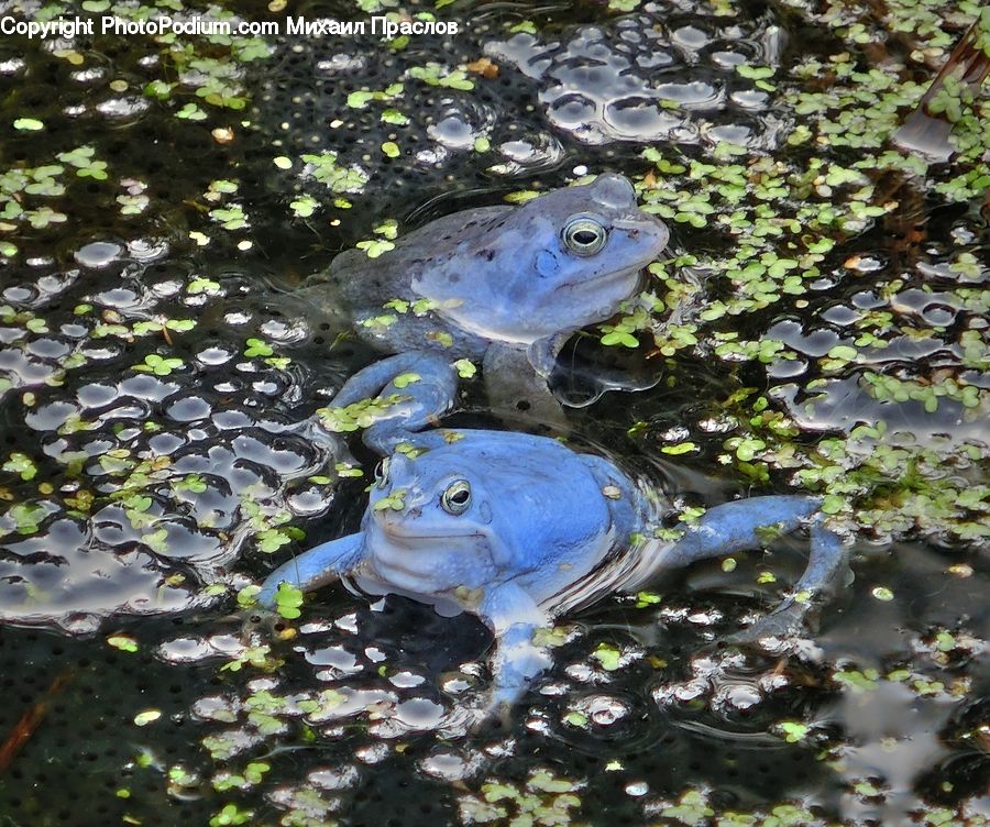Amphibian, Frog, Wildlife, Plant, Vegetation