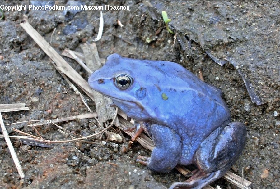 Amphibian, Frog, Wildlife, Rubble, Outdoors, Soil