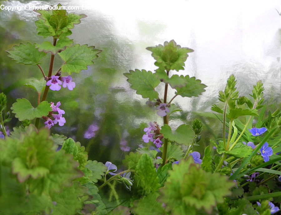 Blossom, Flora, Flower, Geranium, Plant, Ivy, Vine