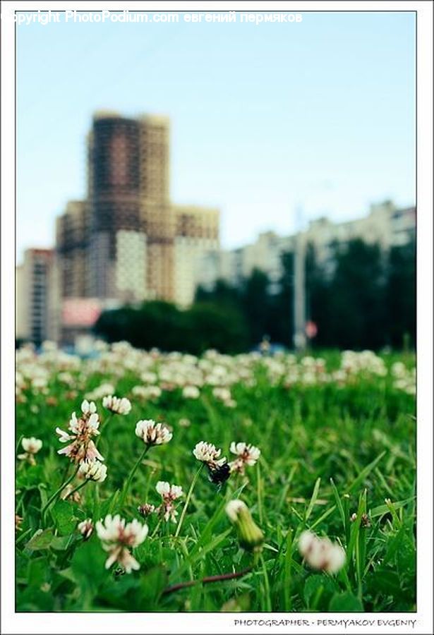 Collage, Poster, Herbal, Herbs, Plant, Planter, Bush