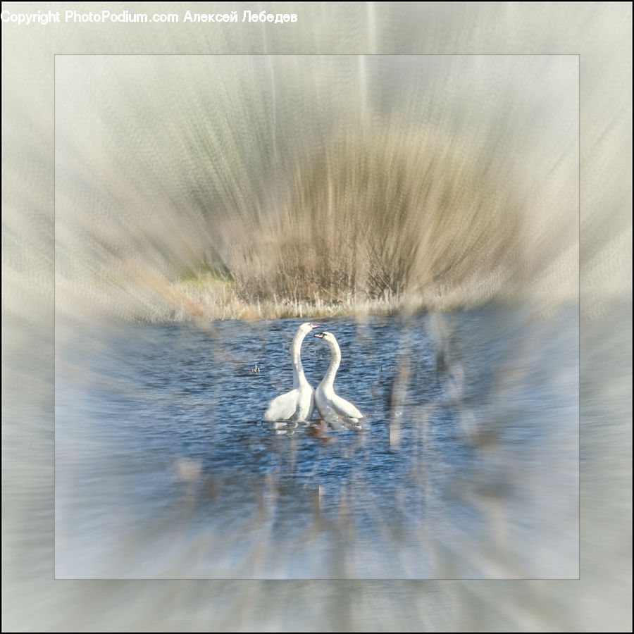 Bird, Swan, Waterfowl, Crane Bird, Heron, Ardeidae, Egret