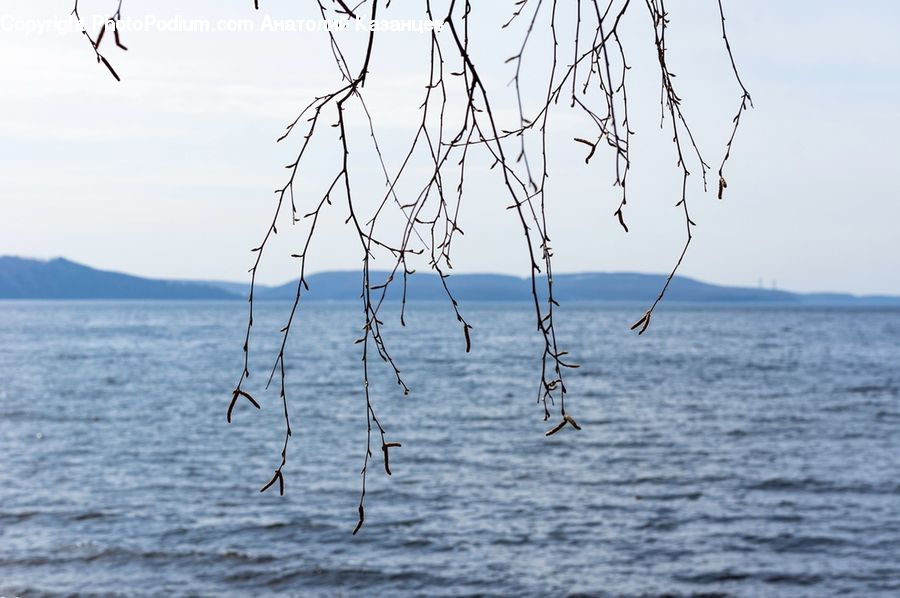 Outdoors, Sea, Water, Grass, Plant, Reed, Field