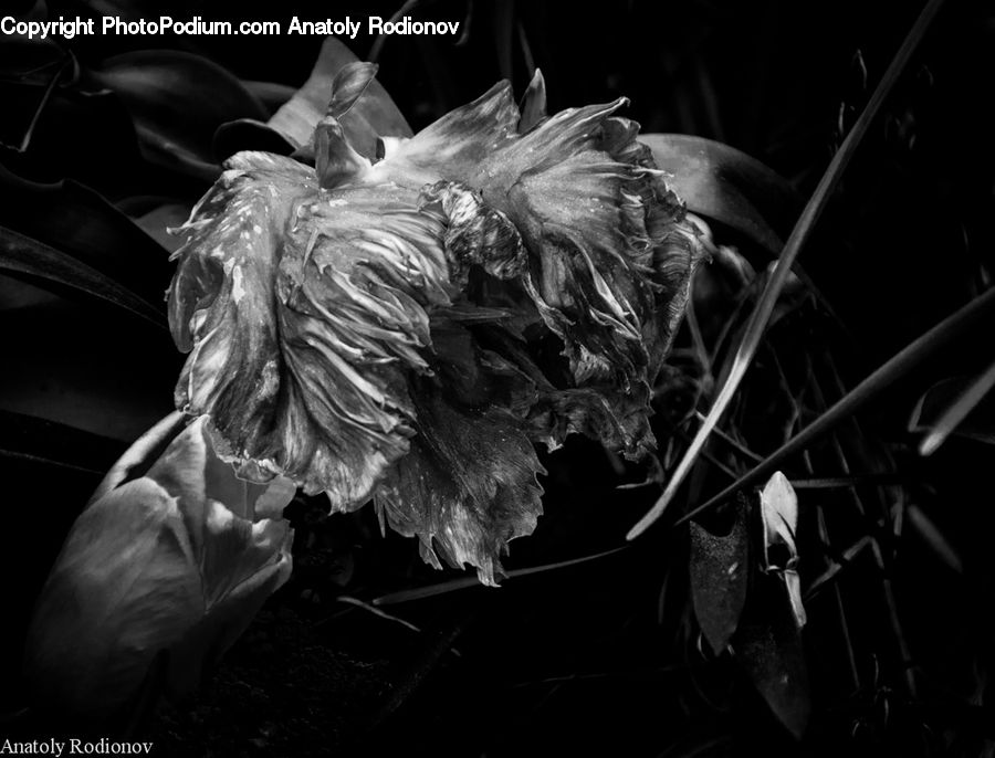 Plant, Smoke, Acanthaceae, Annonaceae, Blossom, Flora, Anthurium
