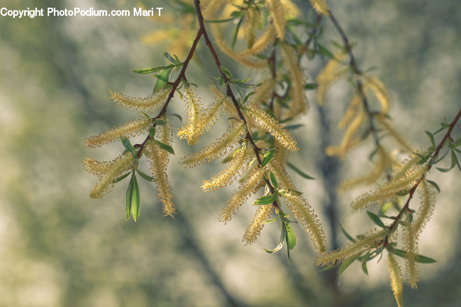 Conifer, Fir, Plant, Tree, Pine, Spruce, Wood