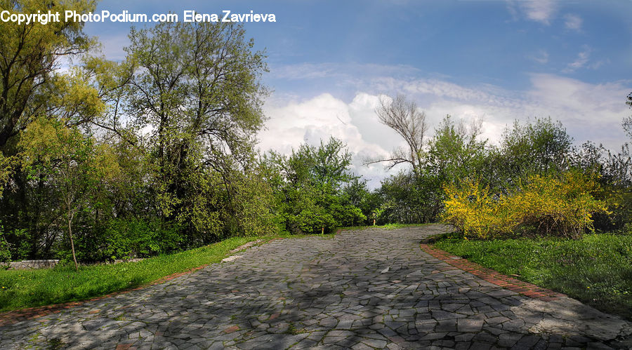 Dirt Road, Gravel, Road, Conifer, Fir, Plant, Tree