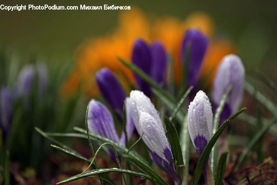 Blossom, Crocus, Flora, Flower, Plant, Violet, Geranium