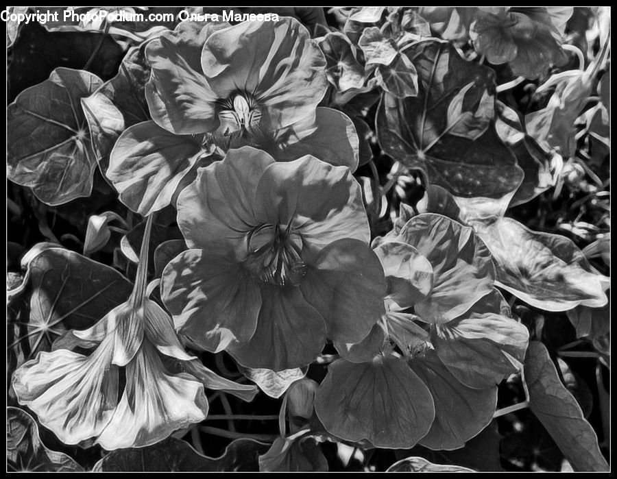 People, Person, Human, Ivy, Plant, Vine, Art