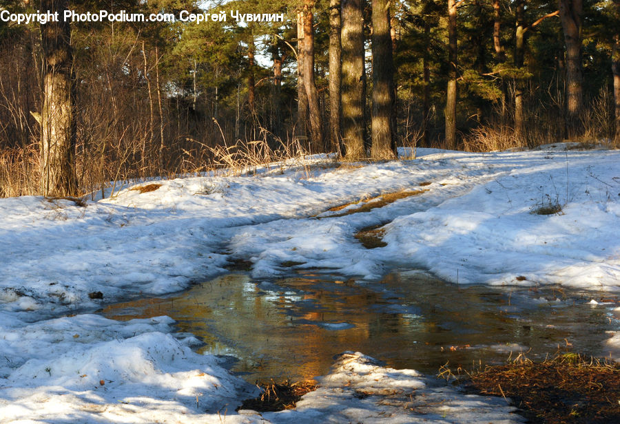 Creek, Outdoors, River, Water, Forest, Vegetation, Grove