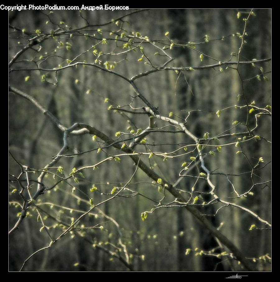 Dill, Plant, Field, Grass, Grassland, Birch, Tree
