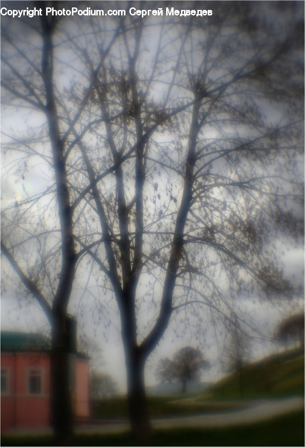 Plant, Tree, Landscape, Nature, Scenery, Birch, Wood