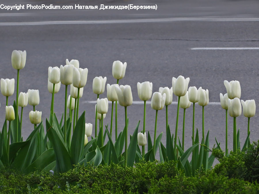 Blossom, Flora, Flower, Plant, Tulip, Field, Grass