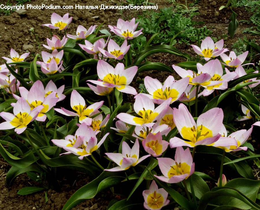 Blossom, Crocus, Flora, Flower, Plant, Tulip, Daffodil