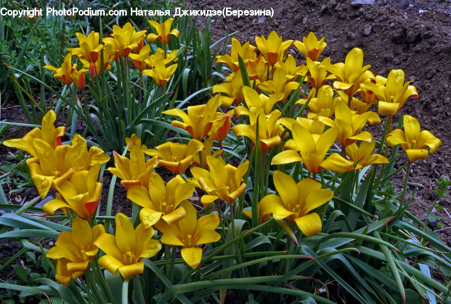 Blossom, Daffodil, Flora, Flower, Plant, Tulip, Crocus