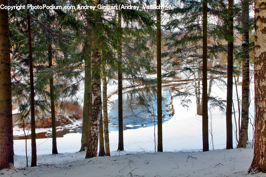 Conifer, Fir, Plant, Tree, Forest, Vegetation, Grove