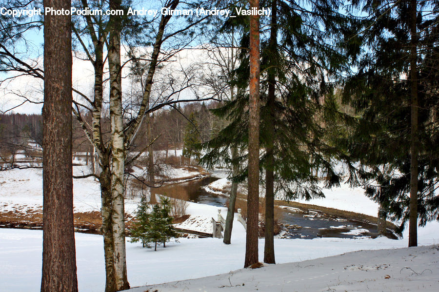 Plant, Tree, Birch, Wood, Conifer, Fir, Landscape