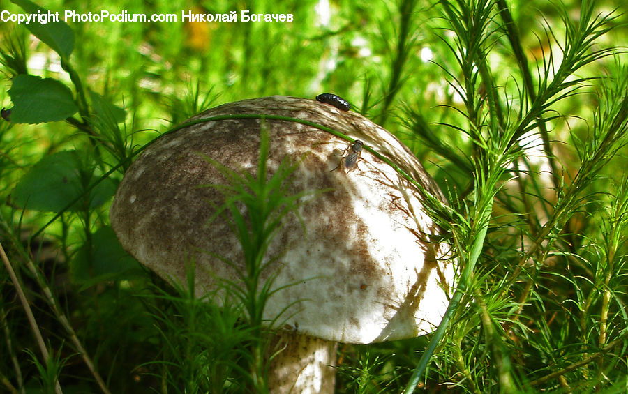 Agaric, Amanita, Fungus, Mushroom, Plant, Field, Grass
