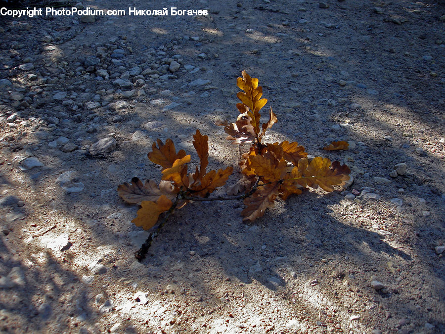 Seaweed, Crab, Invertebrate, Sea Life, Seafood, Algae, Oak