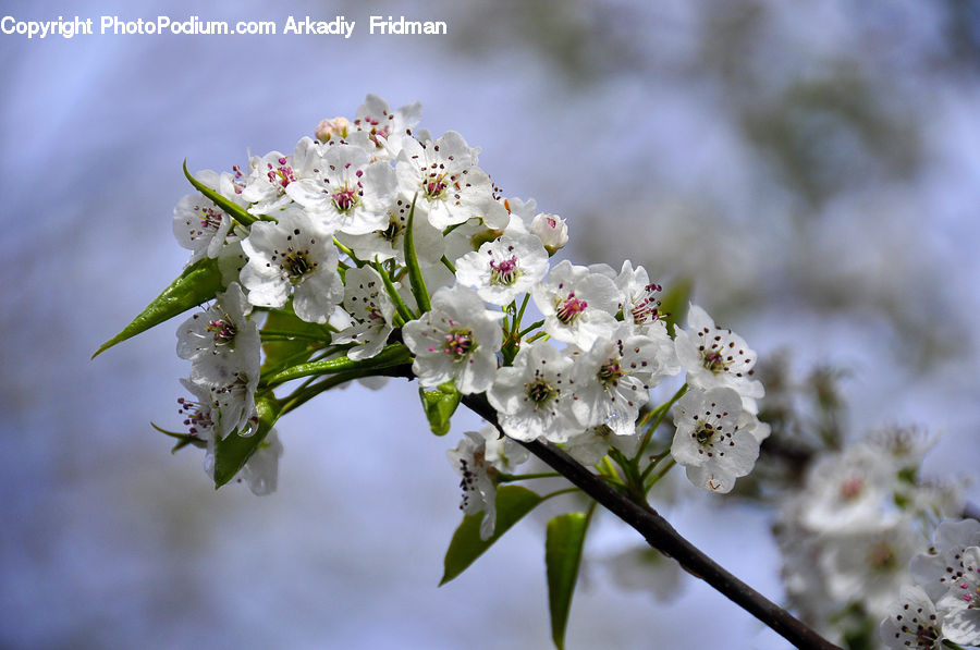 Blossom, Flora, Flower, Plant, Cherry Blossom