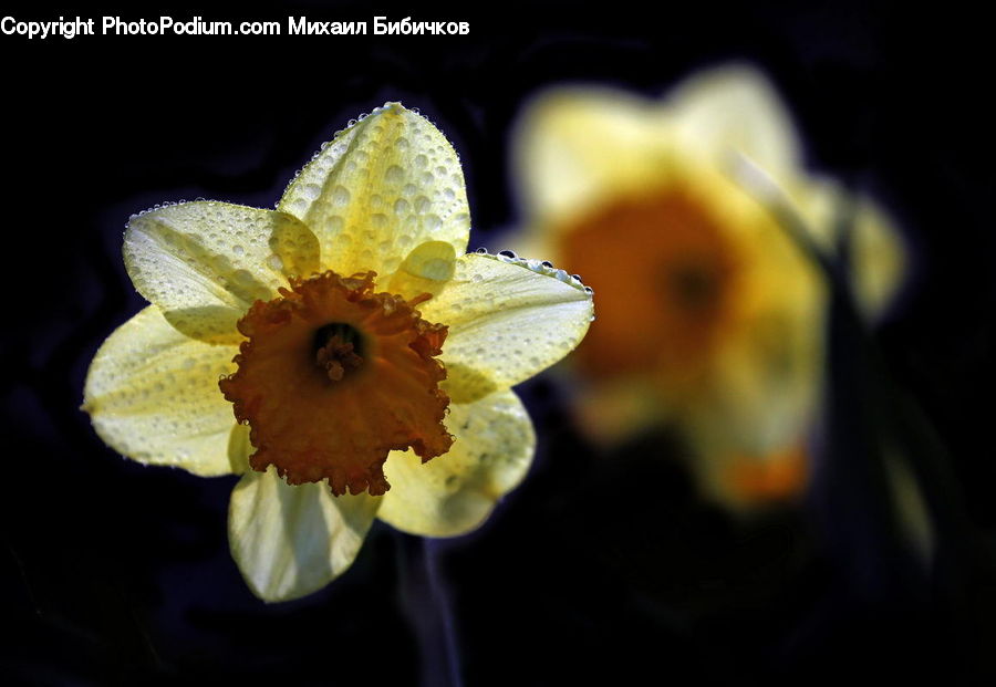 Blossom, Daffodil, Flora, Flower, Plant, Crocus, Daisies