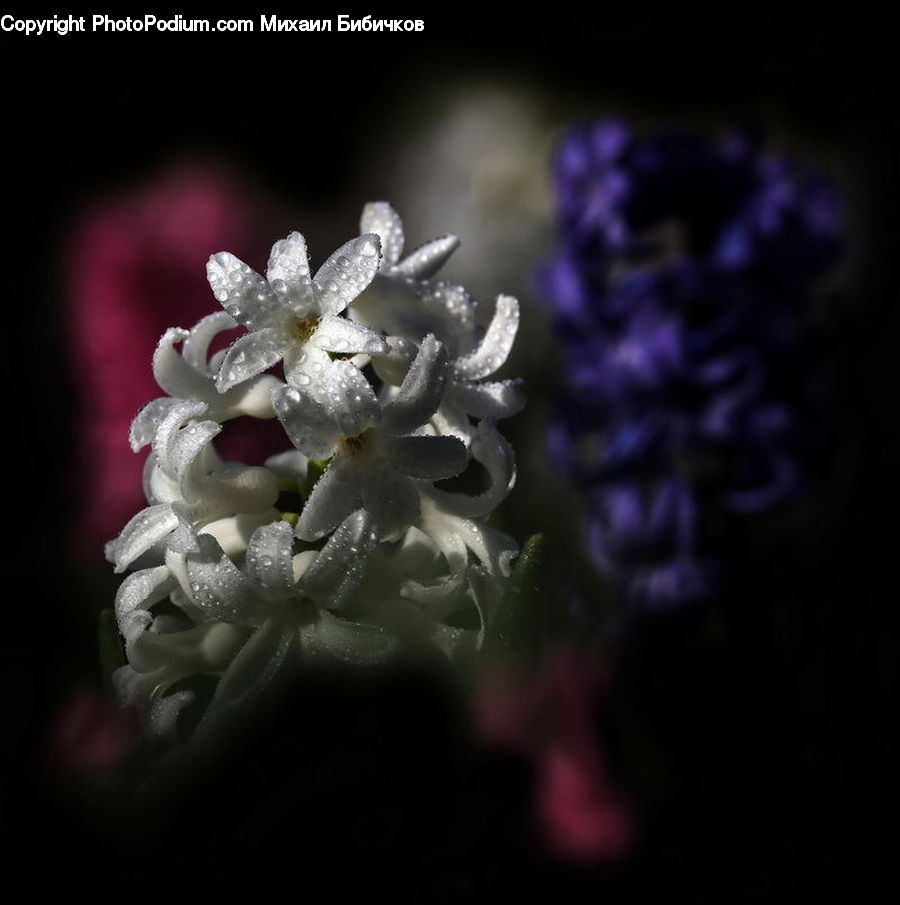 Blossom, Flora, Flower, Plant, Lilac, Pollen, Geranium