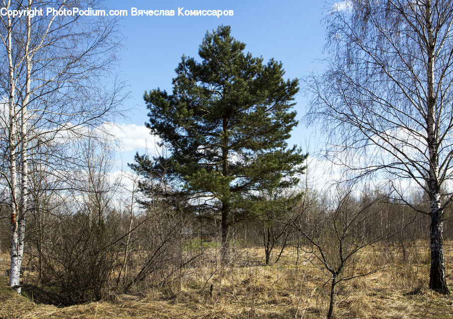 Conifer, Fir, Plant, Tree, Forest, Vegetation, Birch