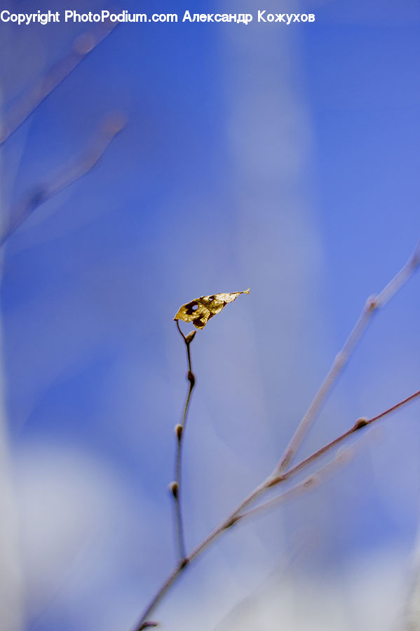 Bee Eater, Bird, Arachnid, Garden Spider, Insect, Invertebrate, Spider