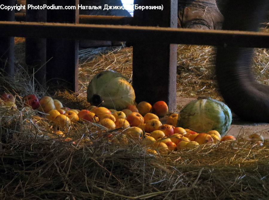 Pumpkin, Squash, Vegetable, Apple, Fruit, Bazaar, Market