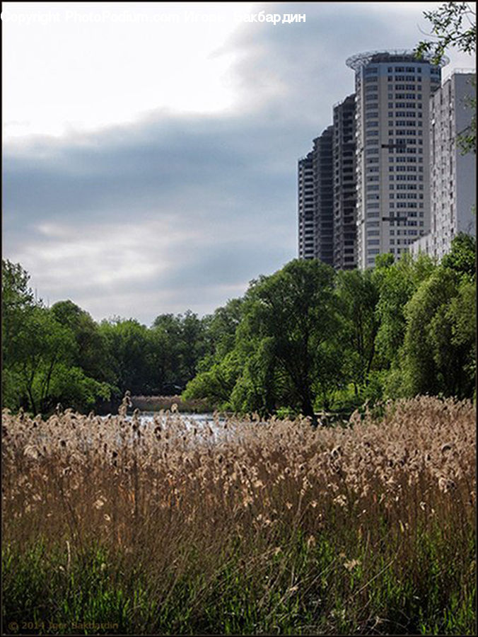 Building, City, High Rise, Apartment Building, Housing, Blossom, Flora