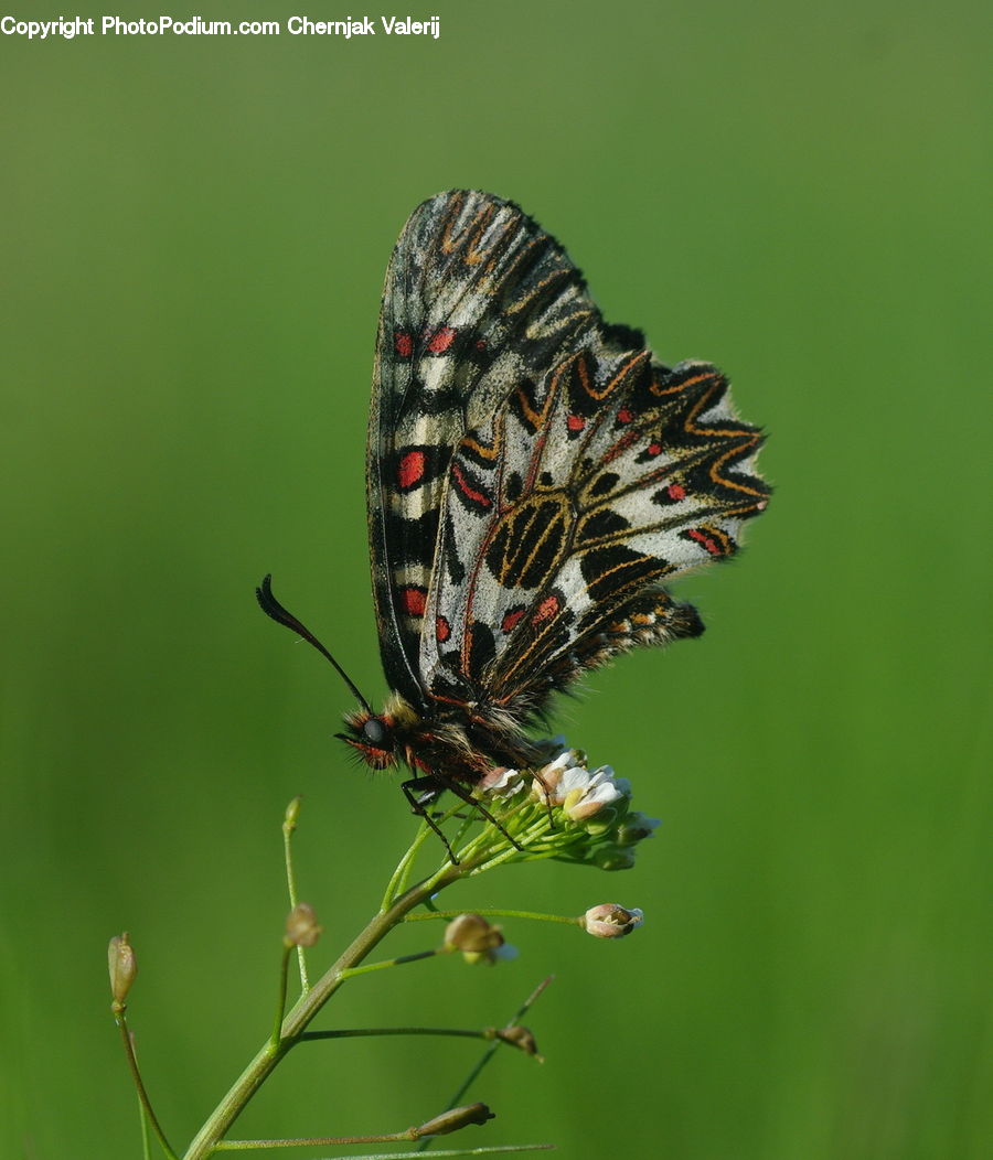 Butterfly, Insect, Invertebrate, Arachnid, Garden Spider, Spider, Blossom