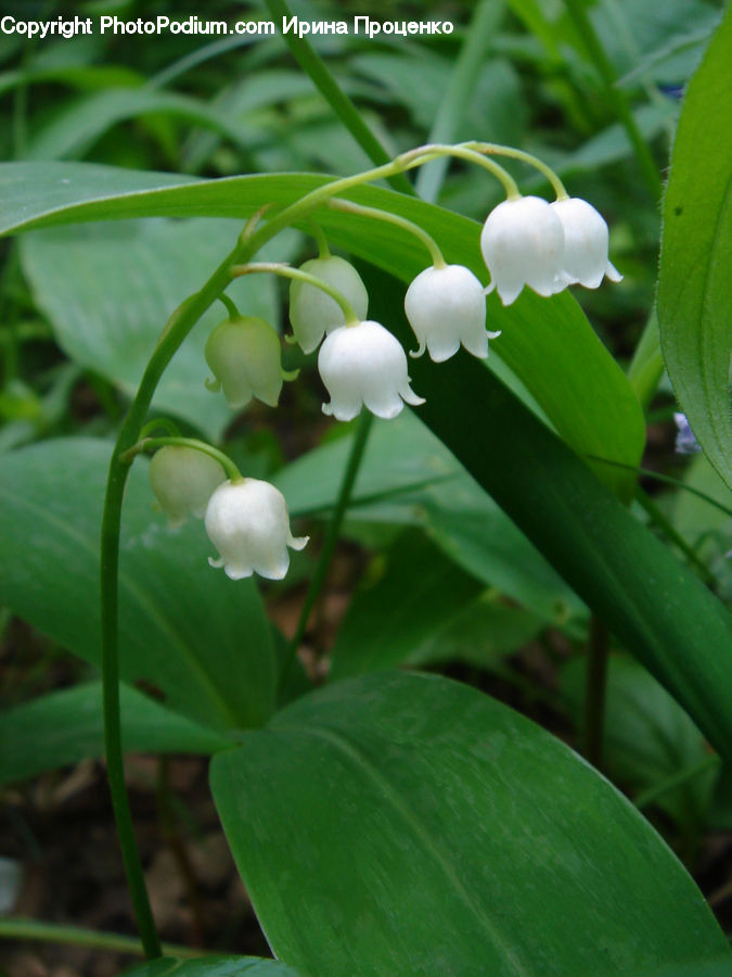 Blossom, Flora, Flower, Plant, Leaf, Vine, Field