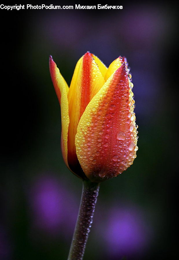 Bud, Plant, Blossom, Flora, Flower