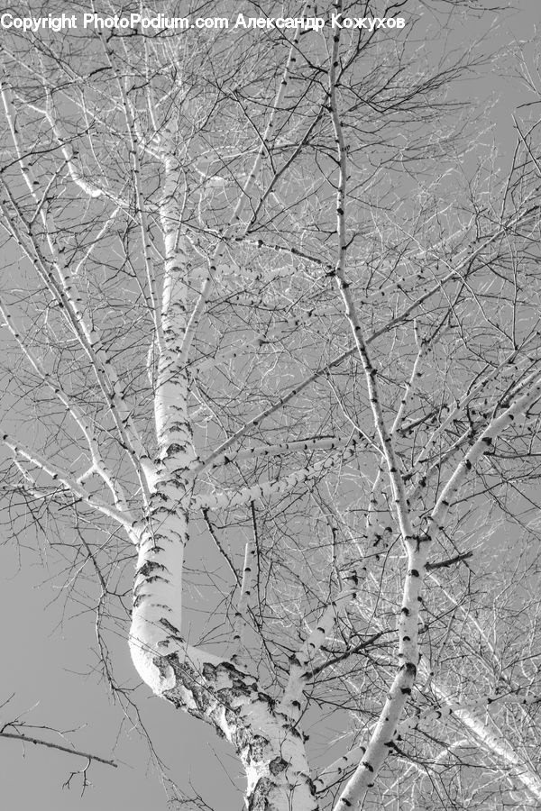 Diagram, Plan, Birch, Tree, Wood, Plant, Atlas