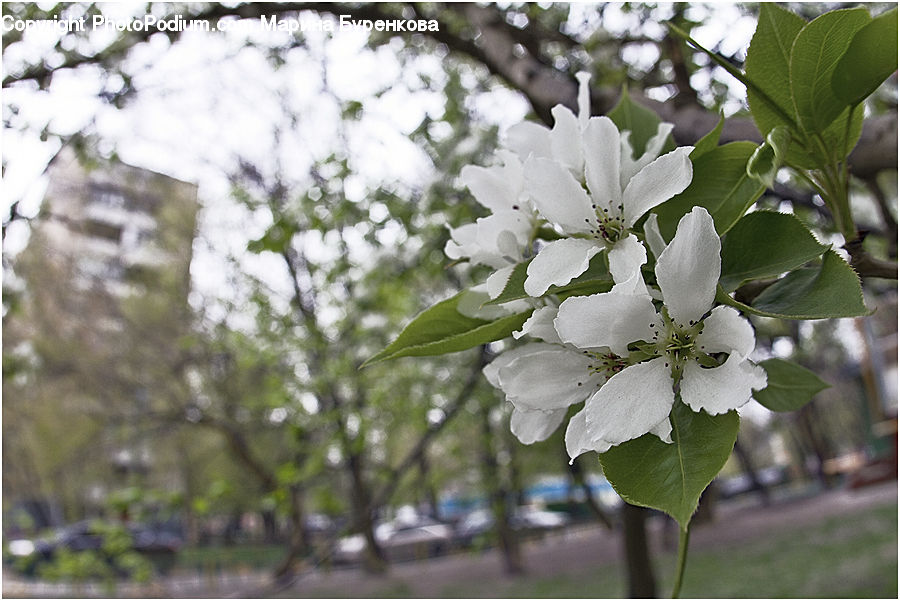 Blossom, Flora, Flower, Plant, Cherry Blossom, Potted Plant, Birch