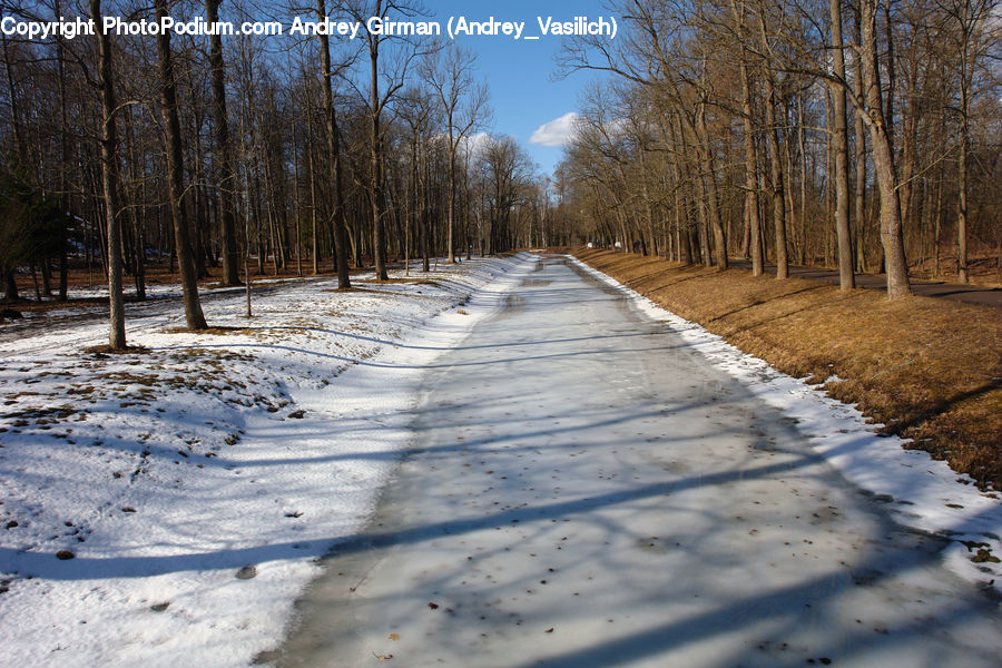 Dirt Road, Gravel, Road, Birch, Tree, Wood, Path