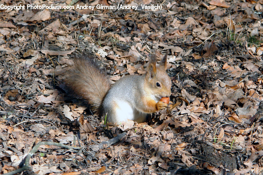 Animal, Mammal, Rodent, Squirrel, Ground, Soil, Rubble