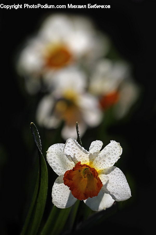 Blossom, Flora, Flower, Plant, Daffodil, Petal, Geranium