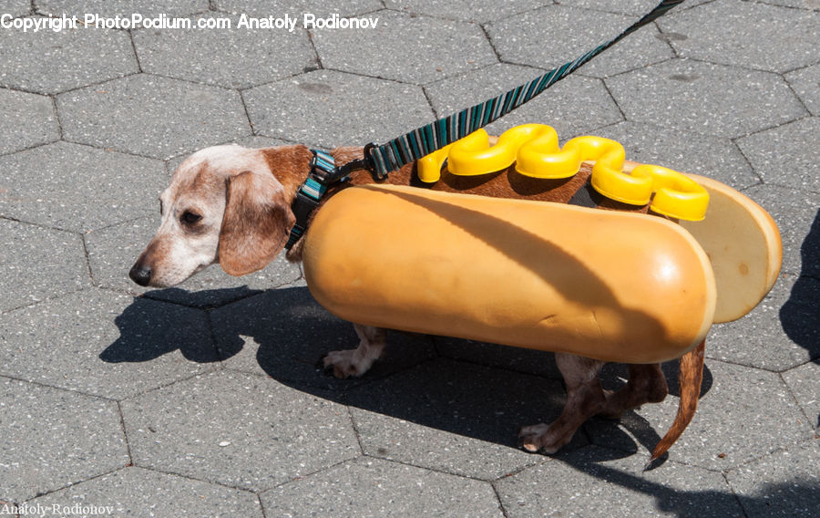 Animal, Beagle, Canine, Dog, Hound, Mammal, Pet