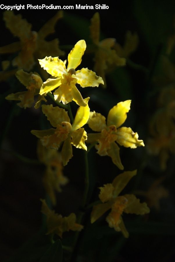 Blossom, Daffodil, Flora, Flower, Plant, Gladiolus, Geranium