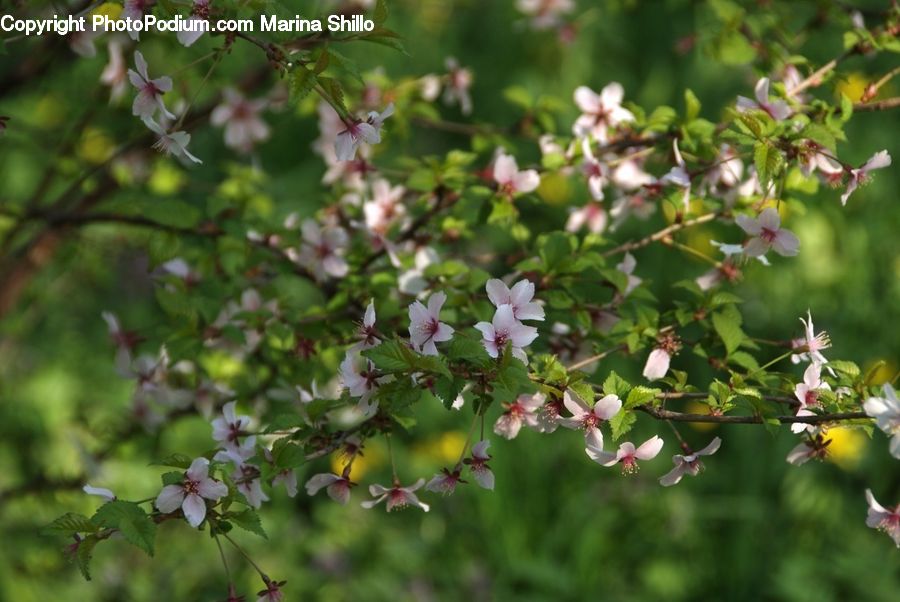Blossom, Flora, Flower, Plant, Aster, Cherry Blossom, Bush