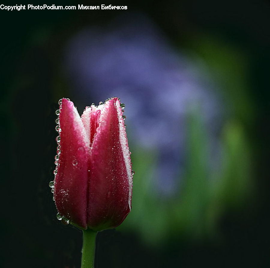 Blossom, Flora, Flower, Plant, Tulip, Bud
