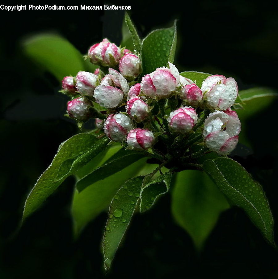 Blossom, Flora, Flower, Plant, Fruit, Raspberry