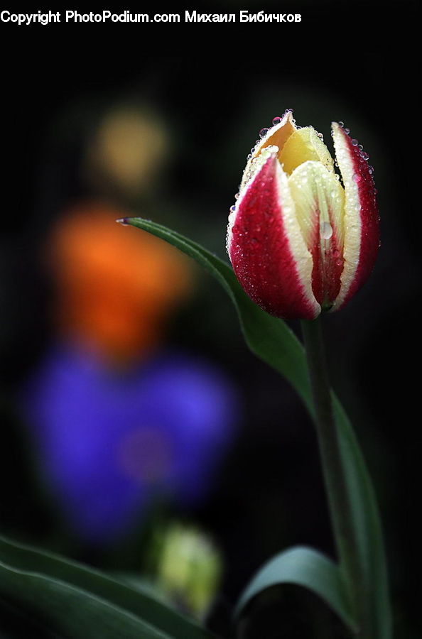 Bud, Plant, Blossom, Flora, Flower, Tulip