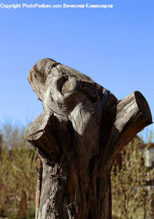 Art, Gargoyle, Statue, Tree Trunk, Blossom, Flora, Flower