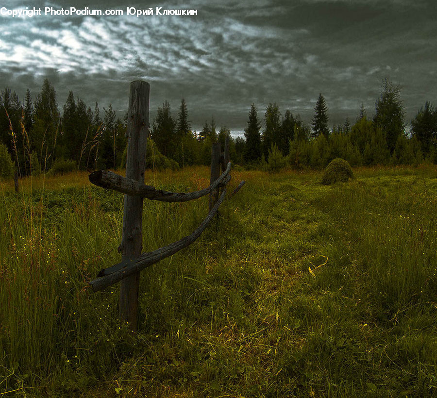 Land, Marsh, Pond, Swamp, Water, Field, Grass
